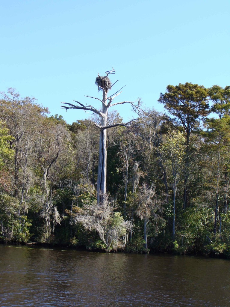 Wild South Carolina Lowland (nest in the dead tree?)
