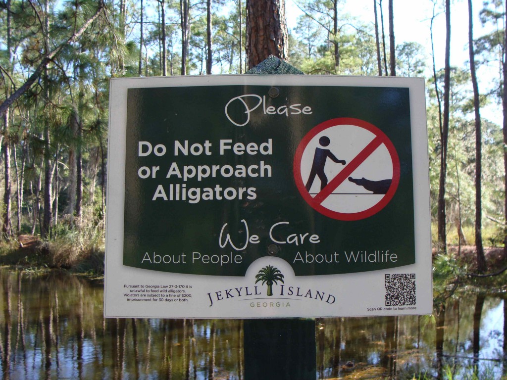 We didn't feed any alligators