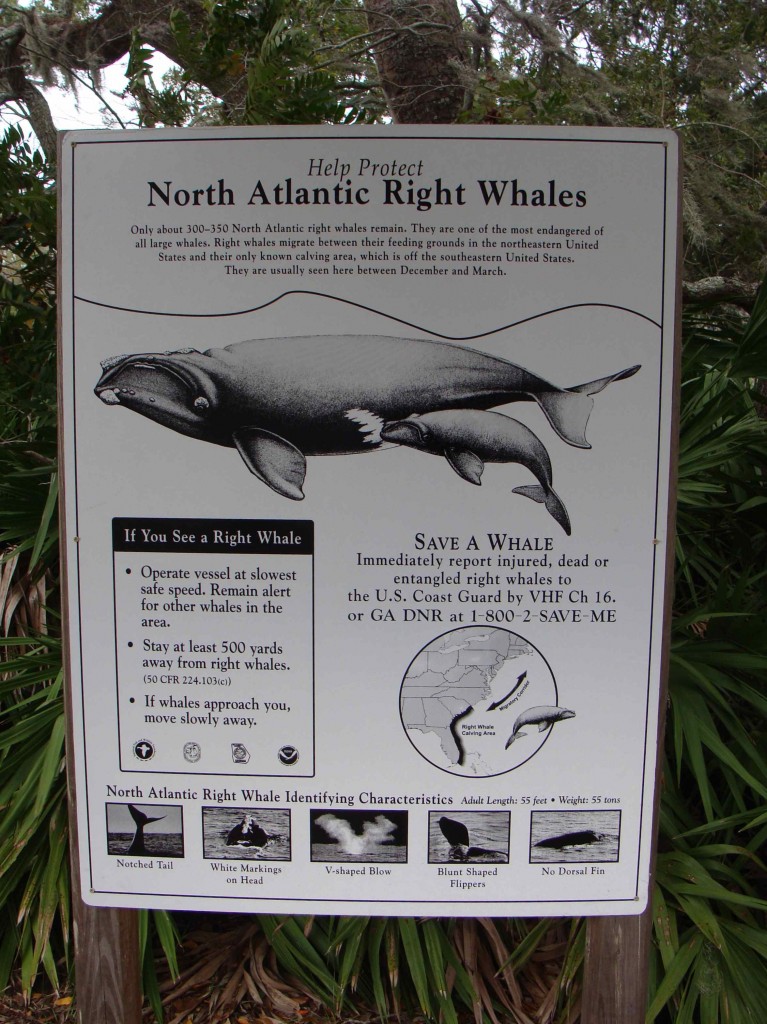 North Atlantic Right Wale