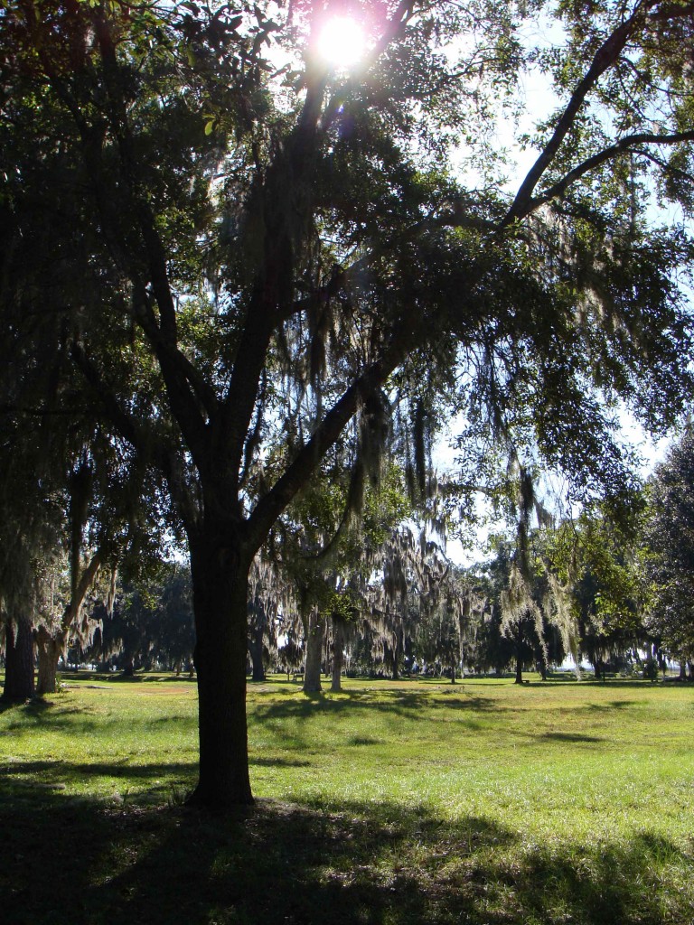 Trees at Fort Frederica
