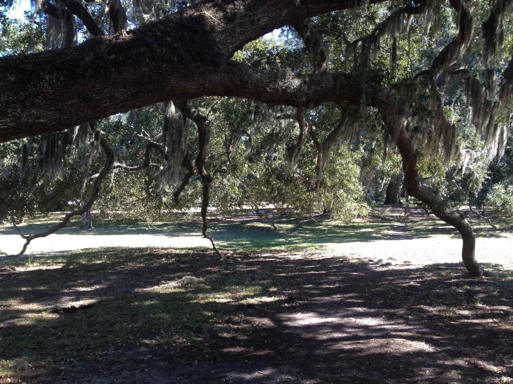 Live Oak Self-Supported by a Limb Growing into the Ground