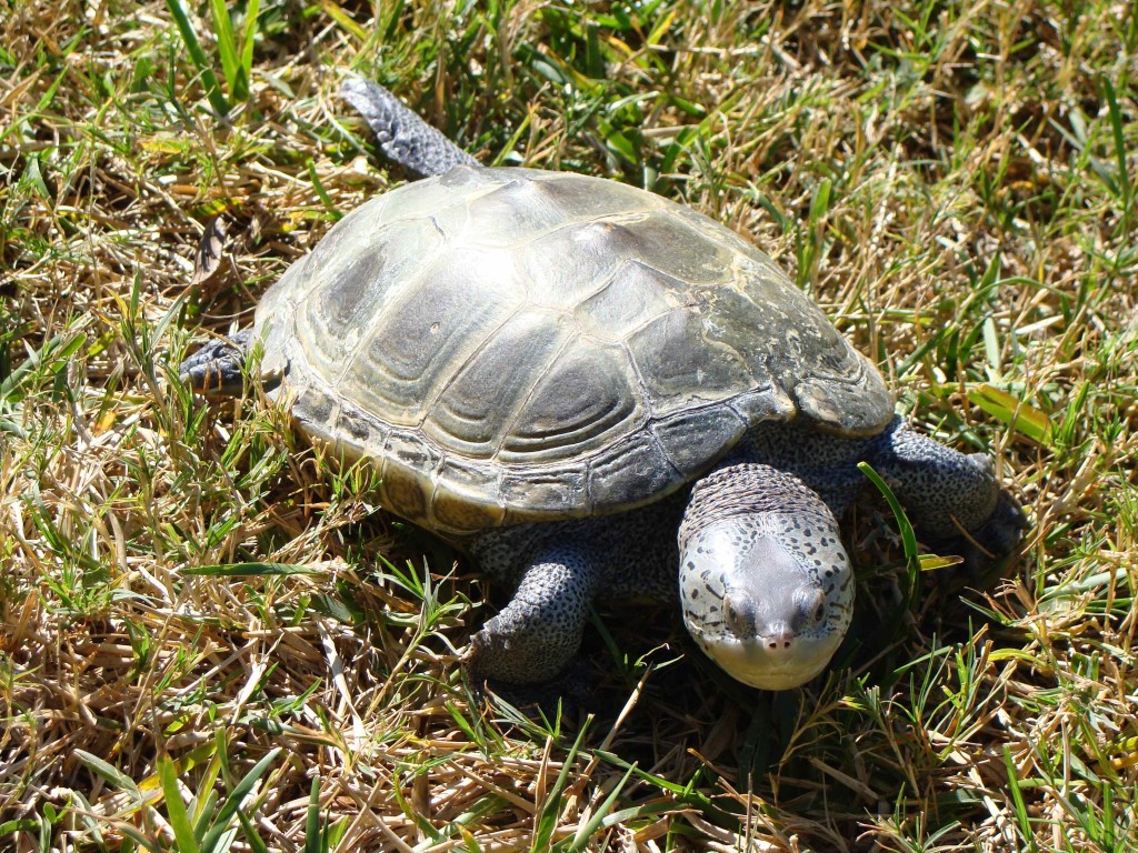 Marsh Turtle 2
