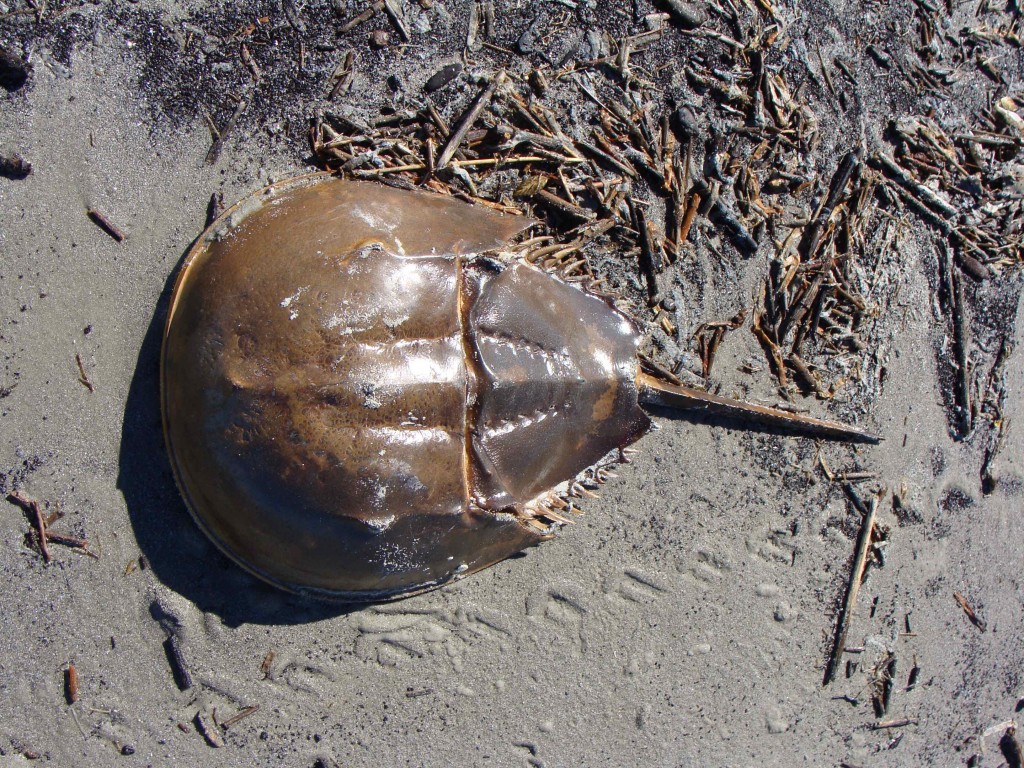 Dead Horseshoe Crab