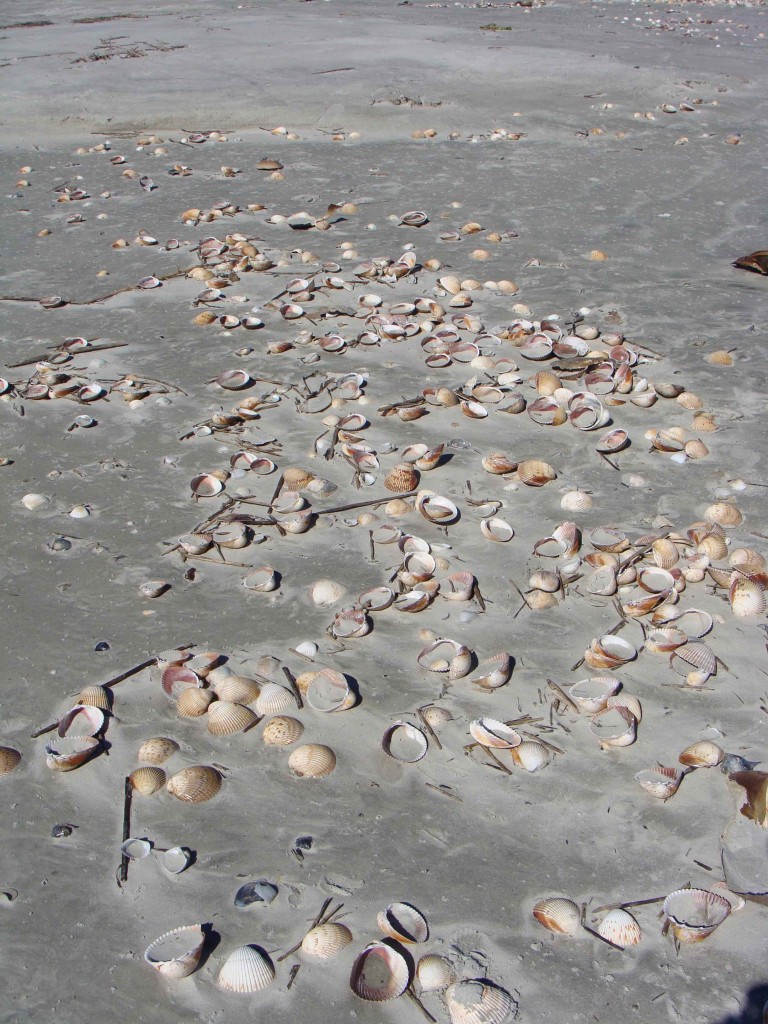 Shells Everywhere