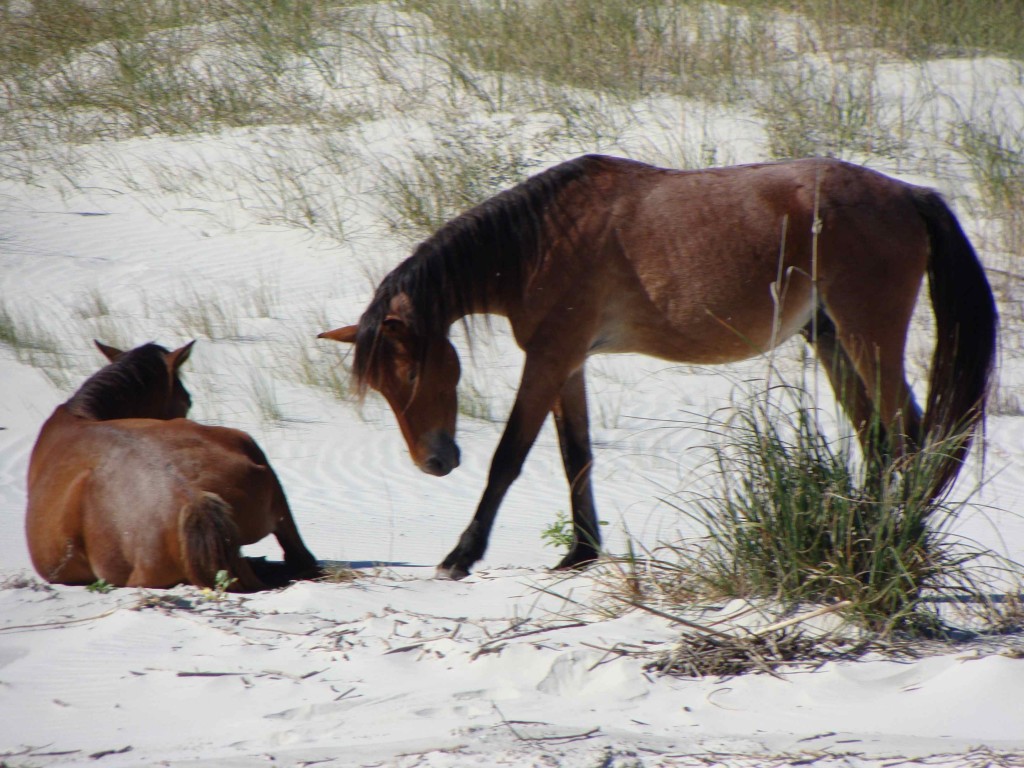 We thought maybe the hoof scratching the sand was horse gesture for "Go Away" so we did
