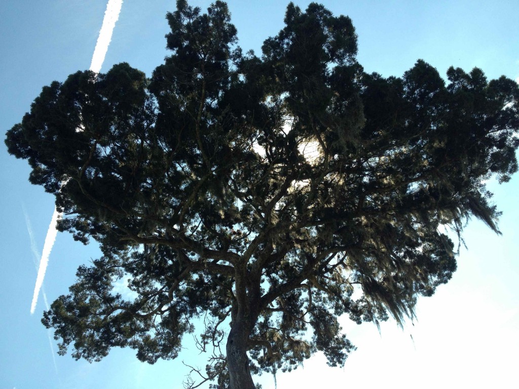 Took a Nap Under This Tree