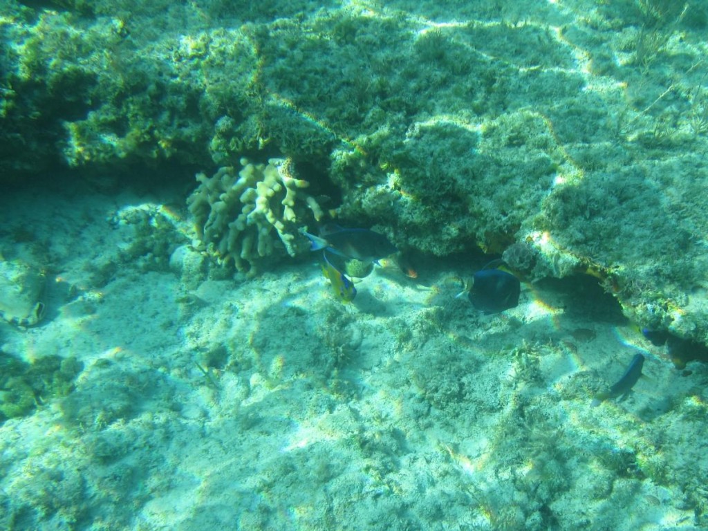 Snorkling in the Vicinity of the Boat