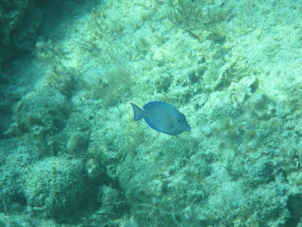 One of the many fish we saw...