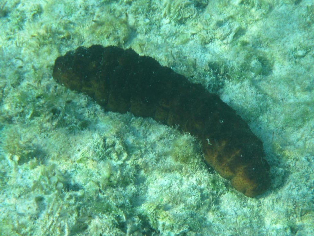 Sea Cucumber (too bad they're not good to eat...or we don't know how to make them good to eat, 'cause they're everywhere)