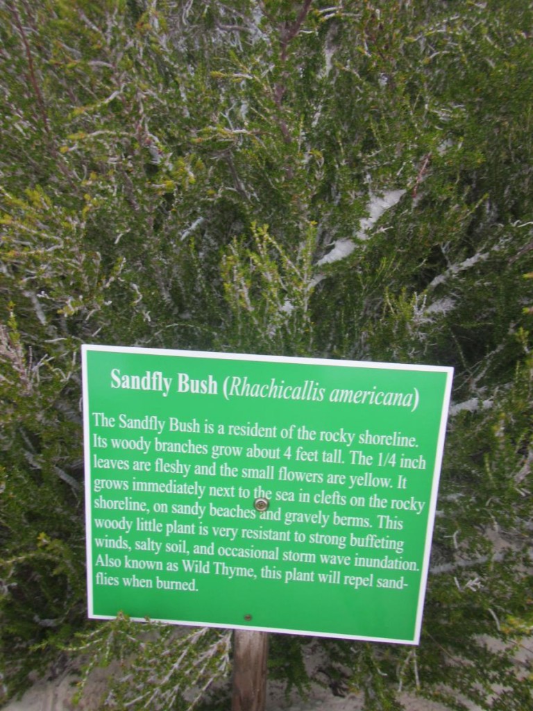 Sandfly Bush