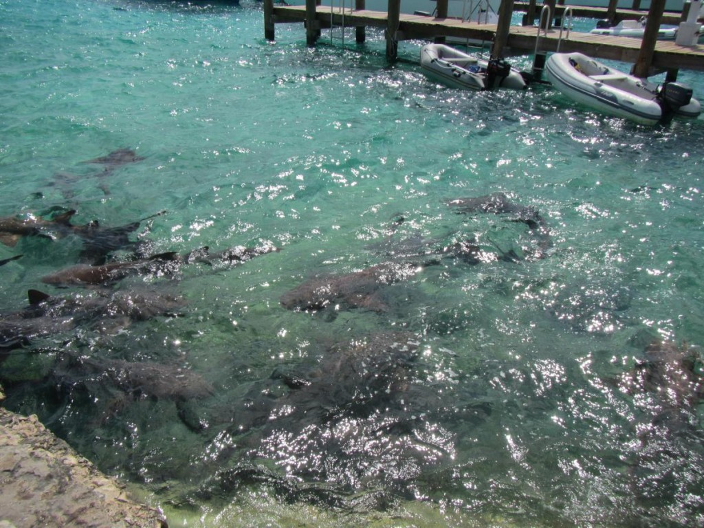 Lots of Nurse Sharks Picking Up the Scraps