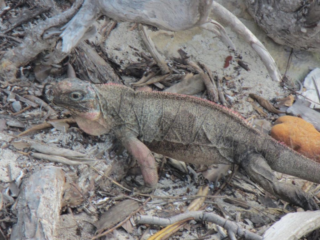 Endangered Rock Iguana