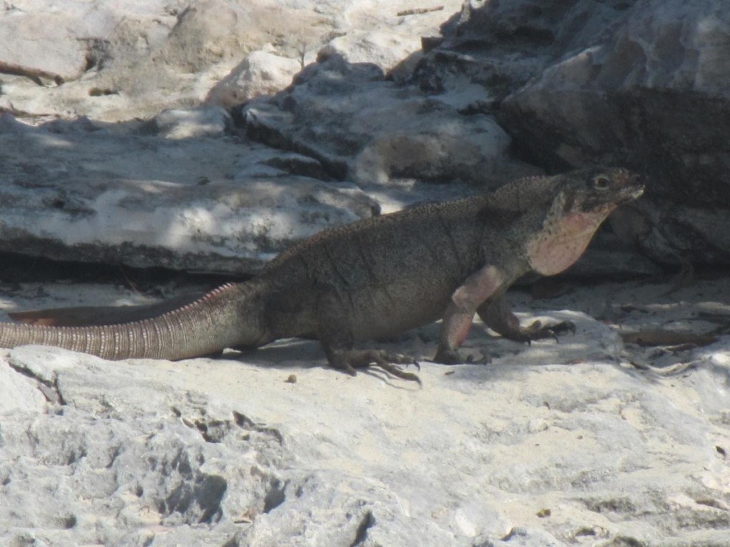 Endangered Rock Iguana