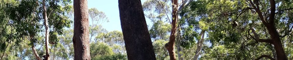 Spot the Koalas